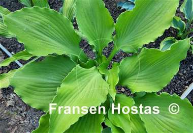 Hosta Lust in the Dust