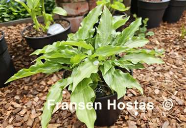 Hosta laevigata