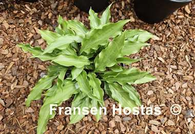 Hosta laevigata