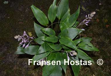Hosta longipes f. hypoglauca