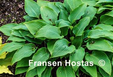 Hosta longipes f. hypoglauca