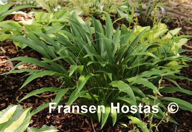 Hosta longissima