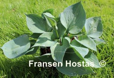 Hosta La Donna