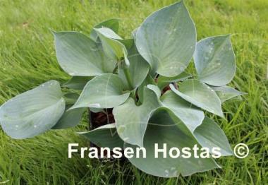 Hosta La Donna