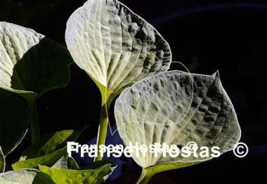 Hosta La Donna