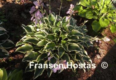 Hosta Lacy Belle