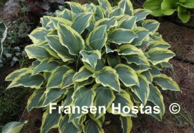 Hosta Lacy Belle