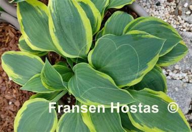 Hosta Lacy Belle