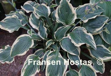Hosta Lacy Belle