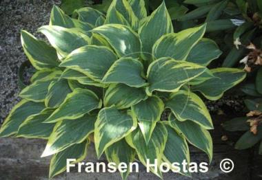 Hosta Lacy Belle