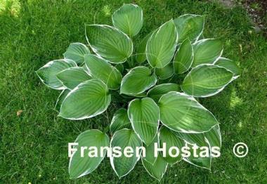 Hosta Lady Godiva
