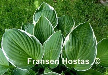 Hosta Lady Godiva