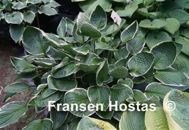 Hosta Lady Godiva