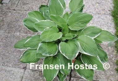 Hosta Lady Godiva