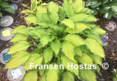 Hosta Lady Guinevere