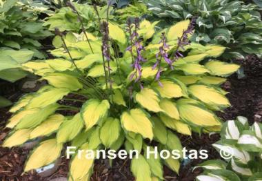 Hosta Lady Guinevere