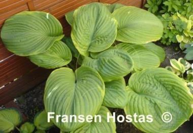 Hosta Lady Isobel Barnett