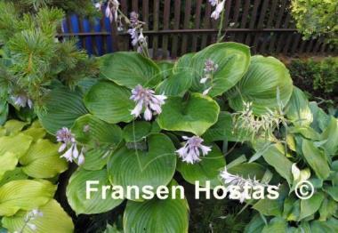 Hosta Lady Isobel Barnett