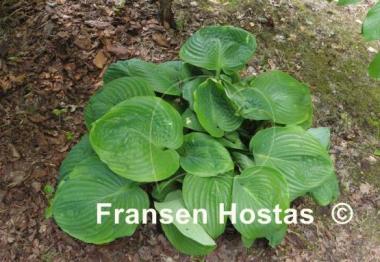 Hosta Lady Isobel Barnett