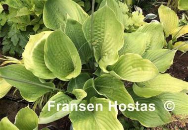 Hosta Lady Isobel Barnett