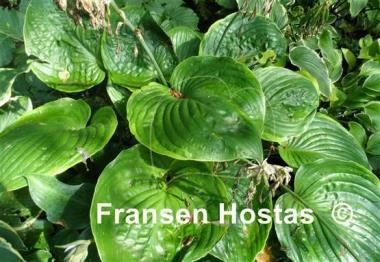 Hosta Lady Isobel Barnett