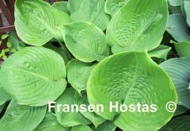 Hosta Lady Isobel Barnett
