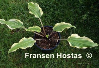 Hosta Lady Luck