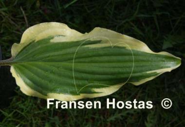 Hosta Lady Luck