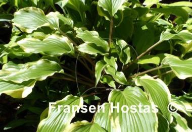 Hosta Lady Luck
