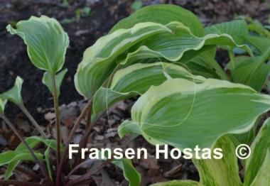 Hosta Lady Luck