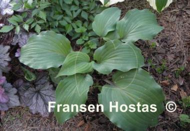 Hosta Lady in Red