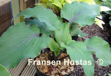 Hosta Lady in Red