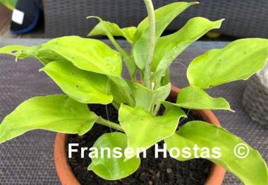 Hosta Ladybug