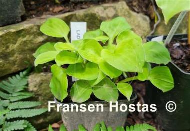 Hosta Ladybug
