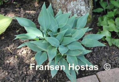 Hosta Lahn