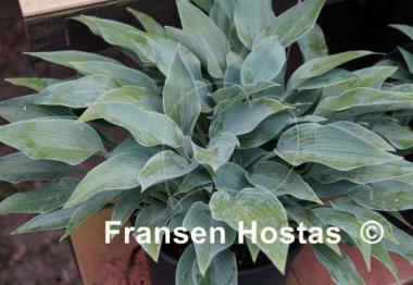 Hosta Lahn