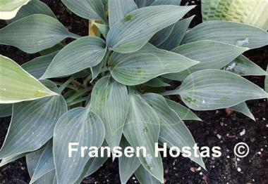 Hosta Lahn