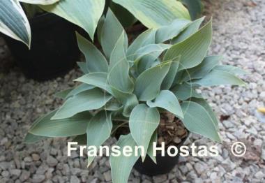 Hosta Lahn