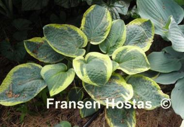 Hosta Lake Hitchcock