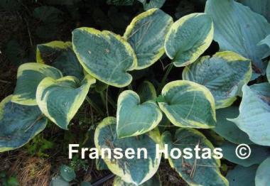 Hosta Lake Hitchcock