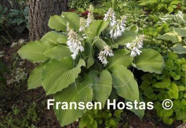 Hosta Lake Superior