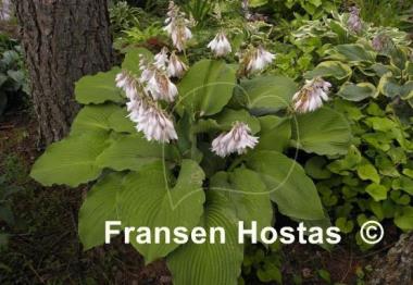 Hosta Lake Superior