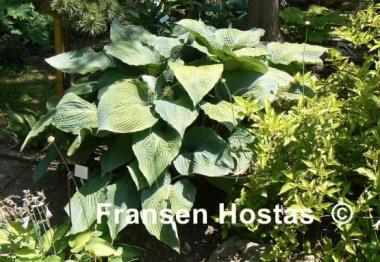 Hosta Lake Superior