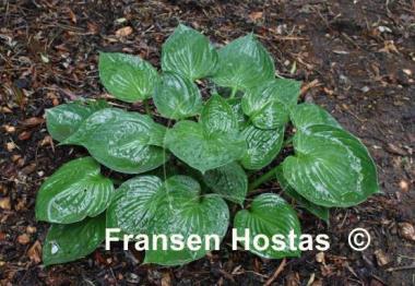 Hosta Lakeside Accolade