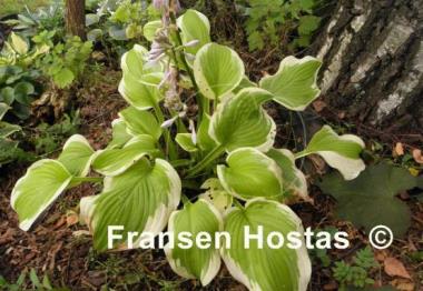 Hosta Lakeside April Snow