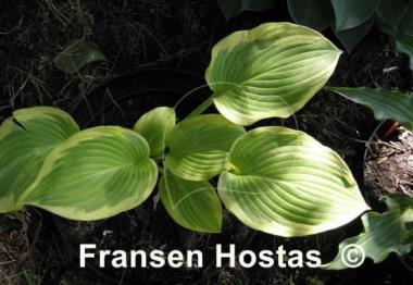 Hosta Lakeside April Snow