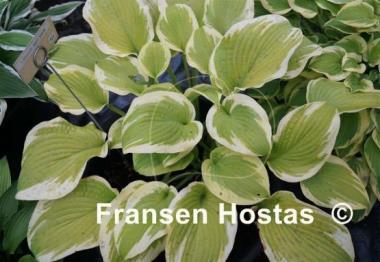 Hosta Lakeside April Snow