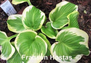 Hosta Lakeside April Snow