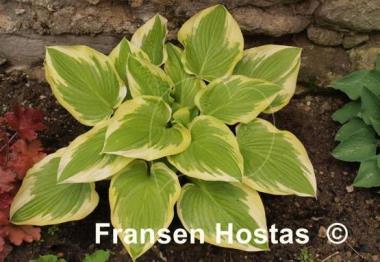 Hosta Lakeside April Snow