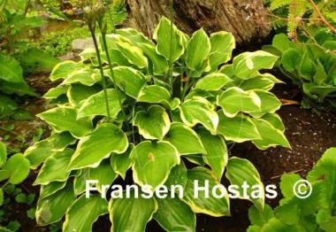 Hosta Lakeside Baby Face